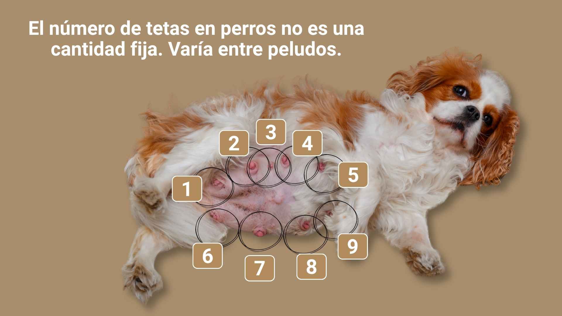 cuantas tetas tiene un perro